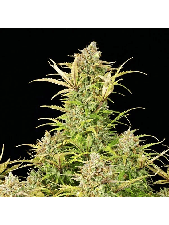 SWEET ZZ USA PREMIUM AUTO X3-ROYAL QUEEN 2