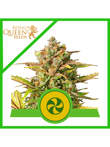 SWEET ZZ USA PREMIUM AUTO X3-ROYAL QUEEN 1