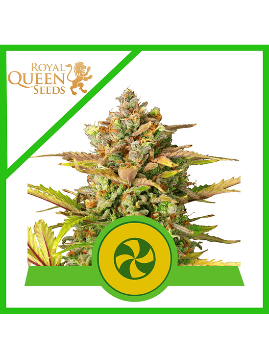 SWEET ZZ USA PREMIUM AUTO X3-ROYAL QUEEN 1