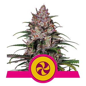 Sweet Zz Usa Premium Fem X3-Royal Queen