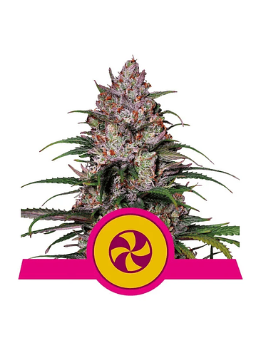 SWEET ZZ USA PREMIUM FEM X3-ROYAL QUEEN 1