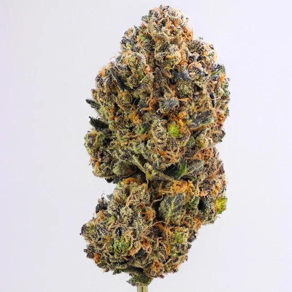 Sweet Zz Usa Premium Fem X3-Royal Queen 2