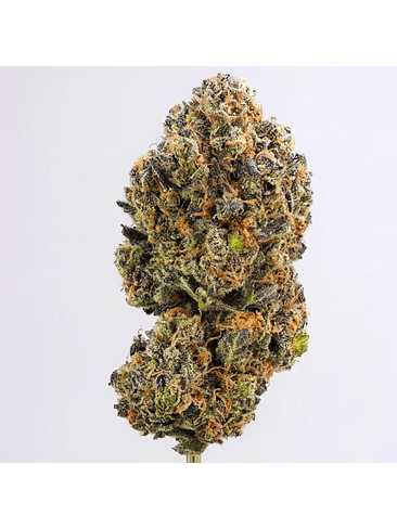 SWEET ZZ USA PREMIUM FEM X3-ROYAL QUEEN 2