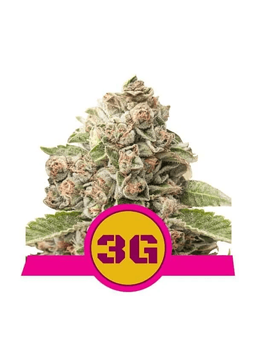 TRIPLE G USA PREMIUM FEM X3-ROYAL QUEEN 1