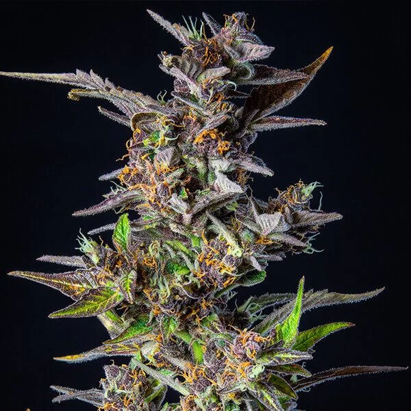 Watermelon Usa Premium Auto X1-Royal Queen Seeds 3