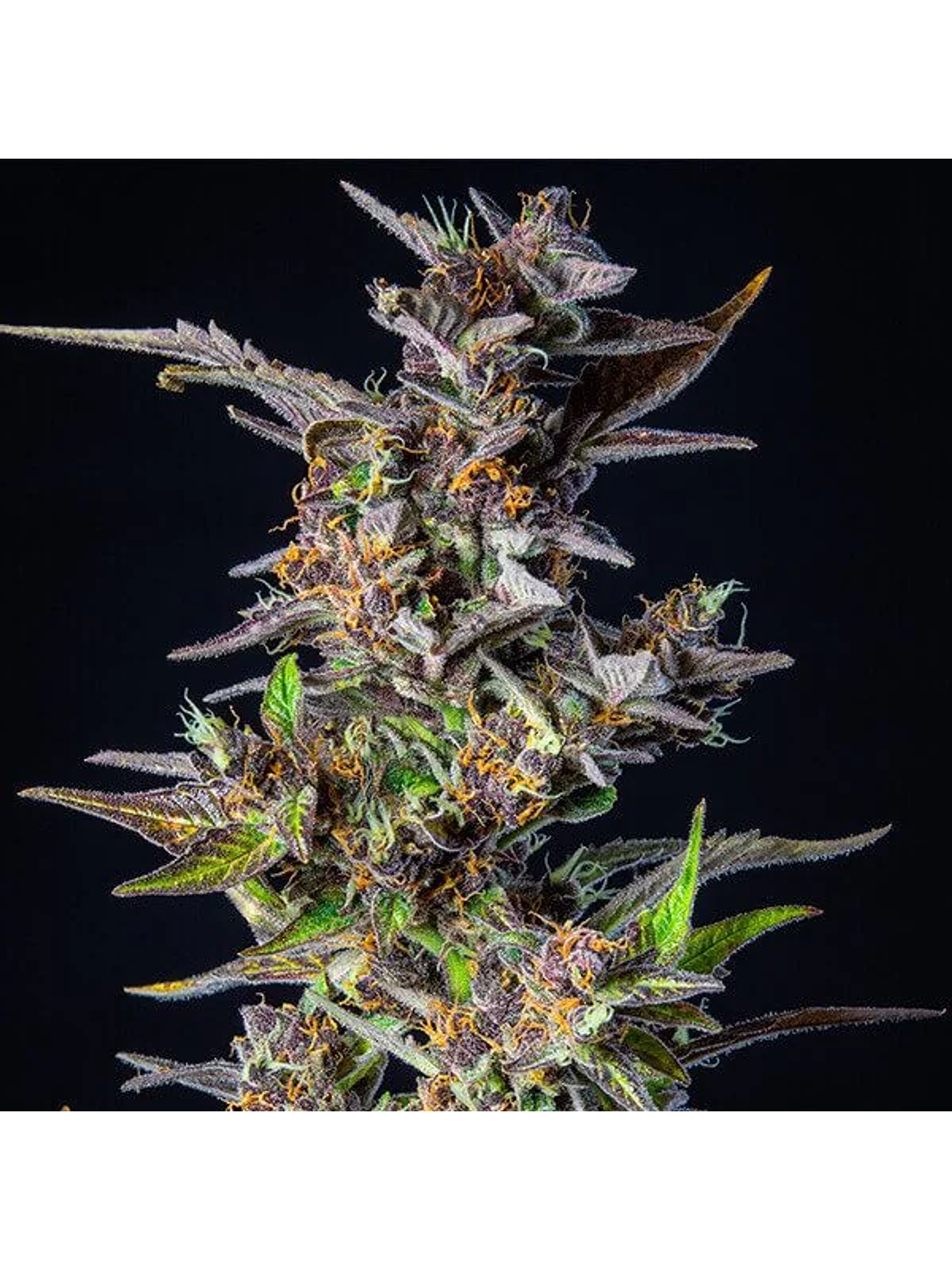 Watermelon Usa Premium Auto X1-Royal Queen Seeds 3