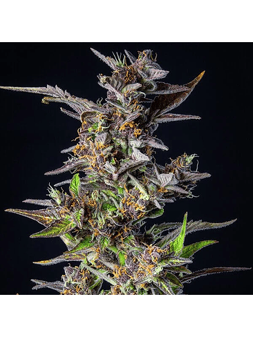 WATERMELON USA PREMIUM AUTO X1-ROYAL QUEEN SEEDS 3