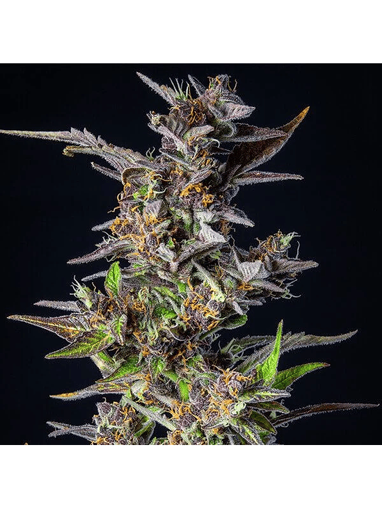 WATERMELON USA PREMIUM AUTO X1-ROYAL QUEEN SEEDS 3