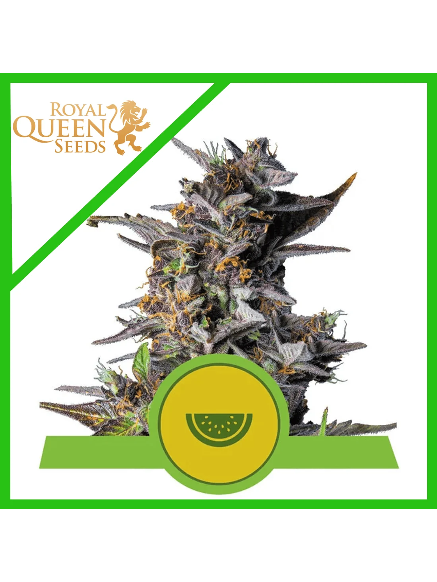 Watermelon Usa Premium Auto X1-Royal Queen Seeds 1