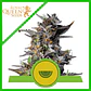 Watermelon Usa Premium Auto X1-Royal Queen Seeds - Miniatura 1