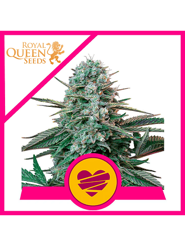 WEDDING CRASHER USA PREMIUM FEM X3-ROYAL QUEEN 1