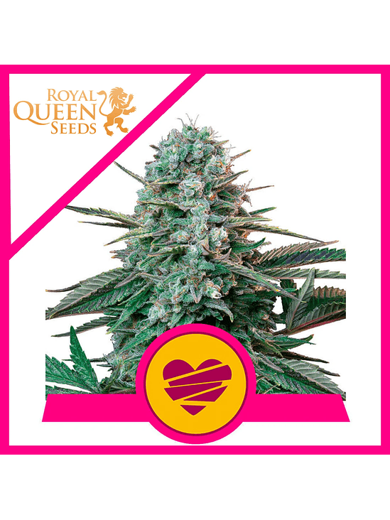 WEDDING CRASHER USA PREMIUM FEM X3-ROYAL QUEEN 1