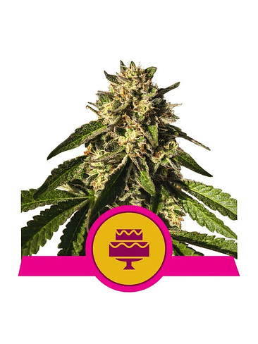 WEDDING GELATO USA PREMIUM FEM X3-ROYAL QUEEN 1