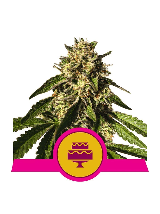 WEDDING GELATO USA PREMIUM FEM X3-ROYAL QUEEN 1