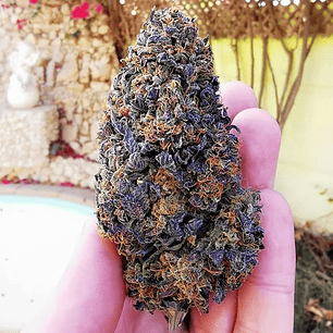 WEDDING GELATO USA PREMIUM FEM X3-ROYAL QUEEN