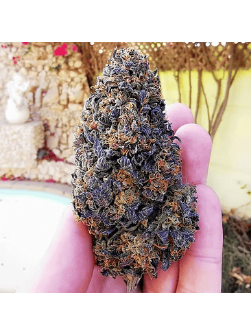 WEDDING GELATO USA PREMIUM FEM X3-ROYAL QUEEN 2