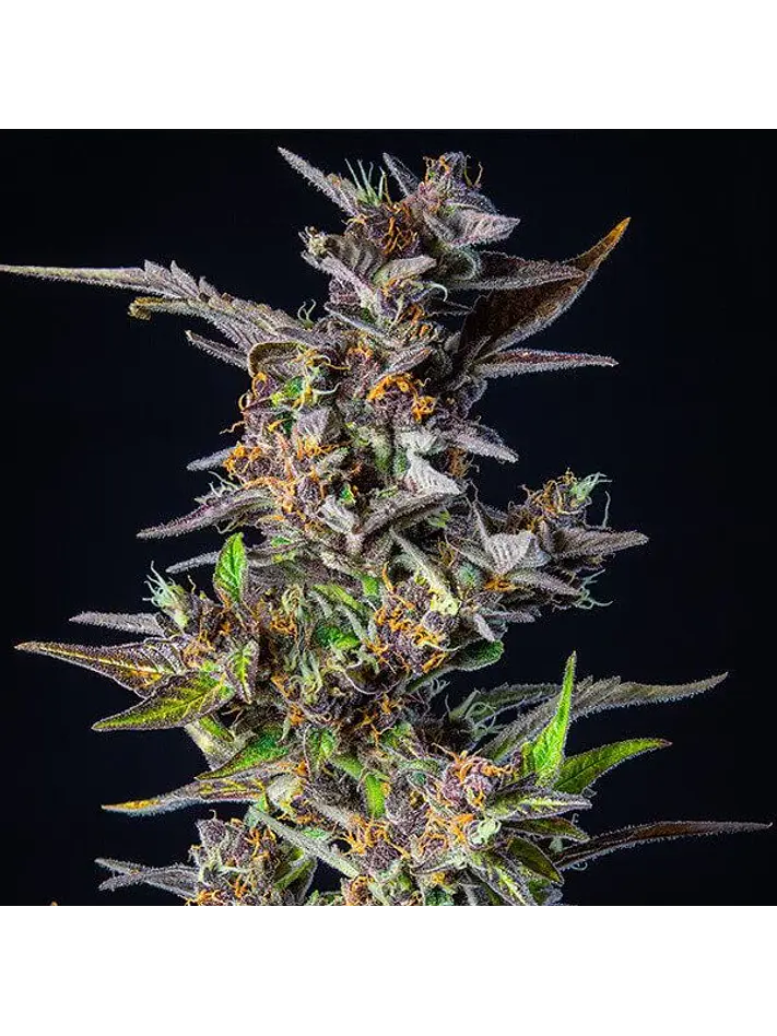 Watermelon Usa Premium Auto X3-Royal Queen 2