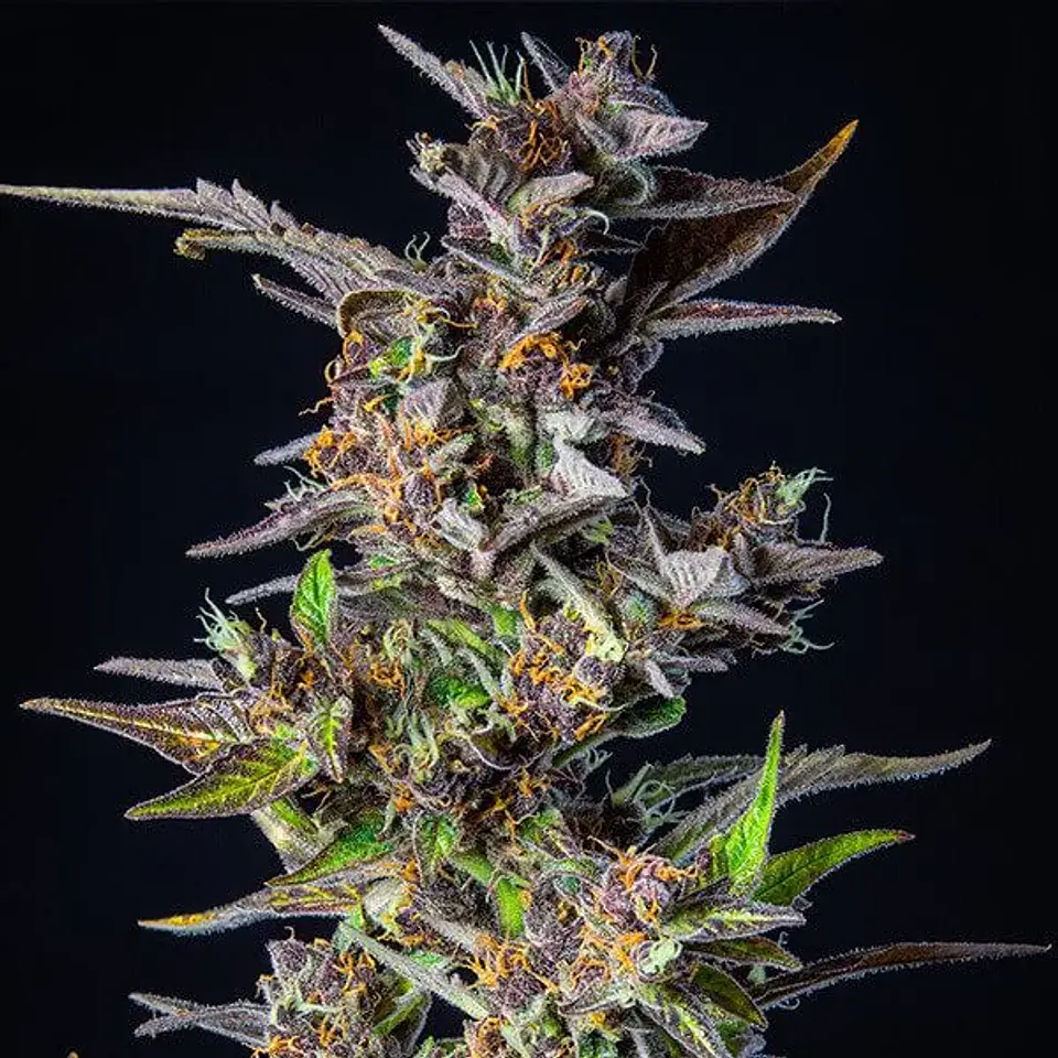 Watermelon Usa Premium Auto (X1/X3)-Royal Queen 2