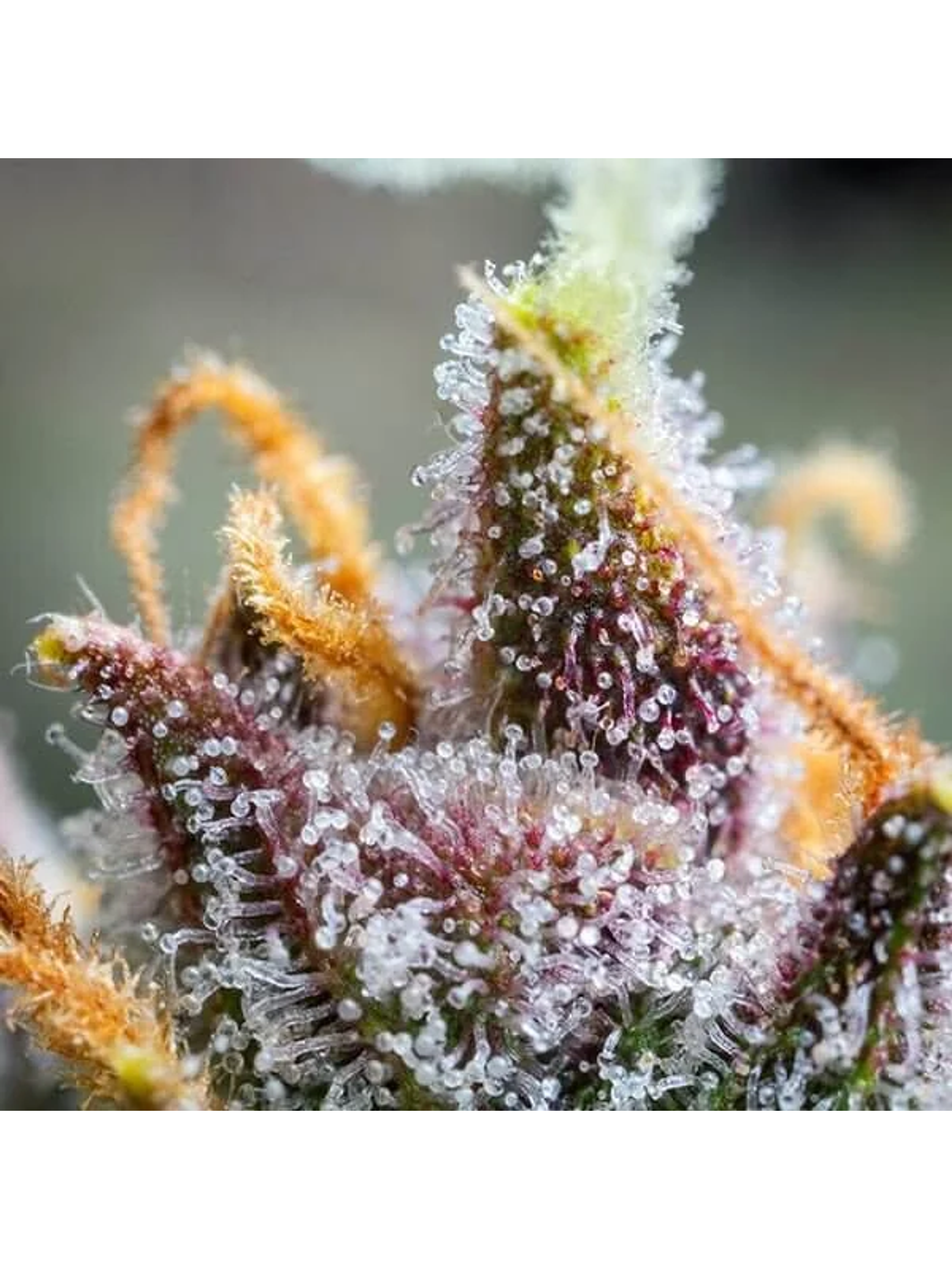 Watermelon Usa Premium Auto X3-Royal Queen 3