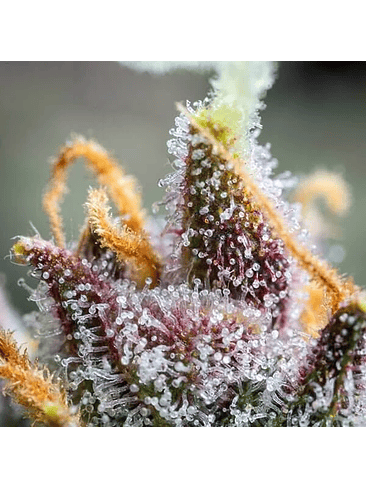 WATERMELON USA PREMIUM AUTO X3-ROYAL QUEEN 3