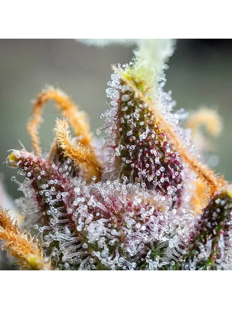 Watermelon Usa Premium Auto X3-Royal Queen 3