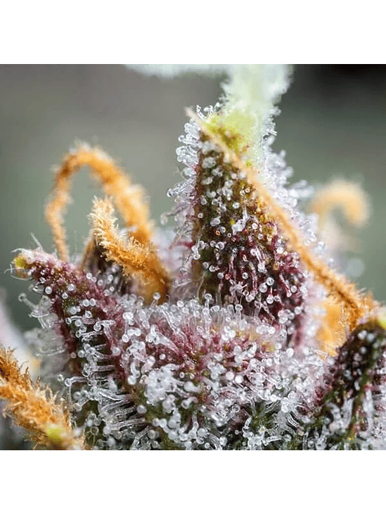 WATERMELON USA PREMIUM AUTO X3-ROYAL QUEEN 3