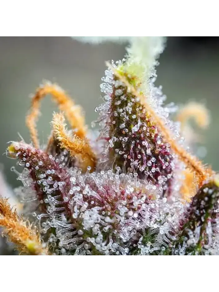 Watermelon Usa Premium Auto X3-Royal Queen 3