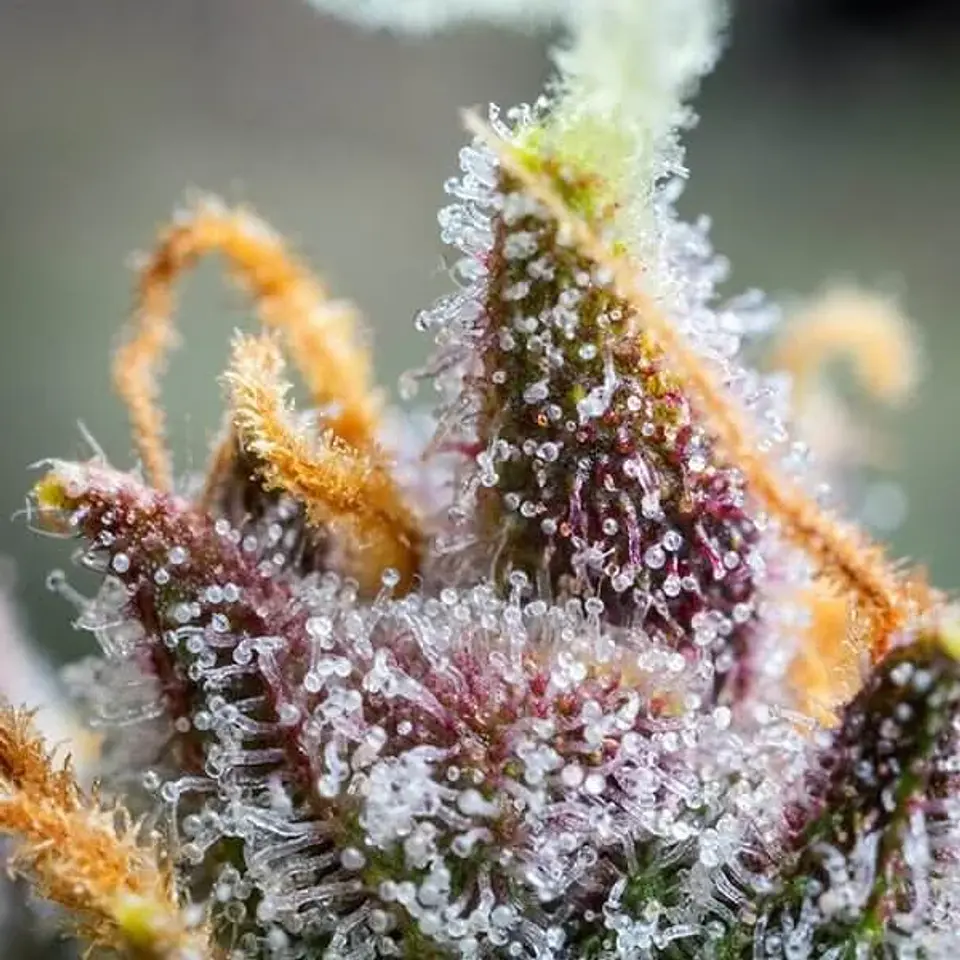 Watermelon Usa Premium Auto (X1/X3)-Royal Queen 3