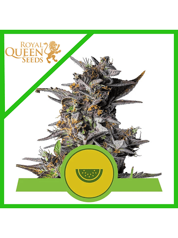 WATERMELON USA PREMIUM AUTO X3-ROYAL QUEEN 1
