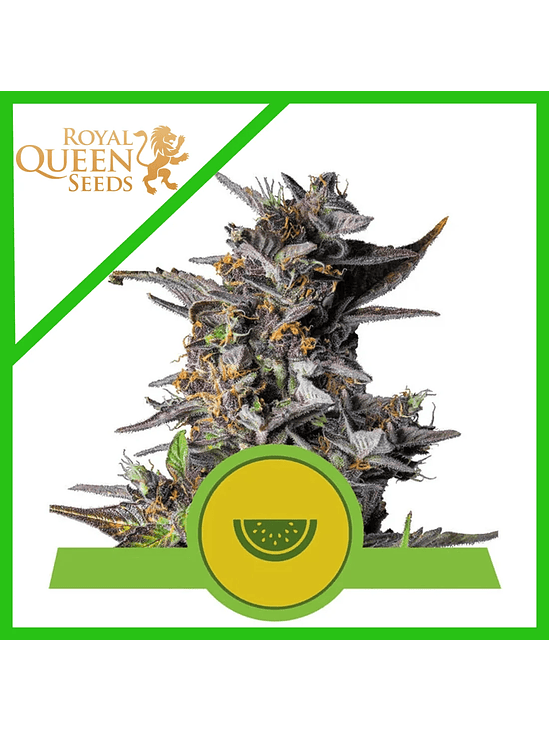 WATERMELON USA PREMIUM AUTO X3-ROYAL QUEEN 1