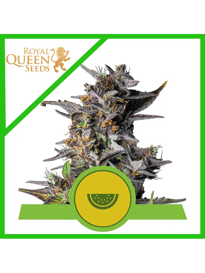Watermelon Usa Premium Auto X3-Royal Queen 1
