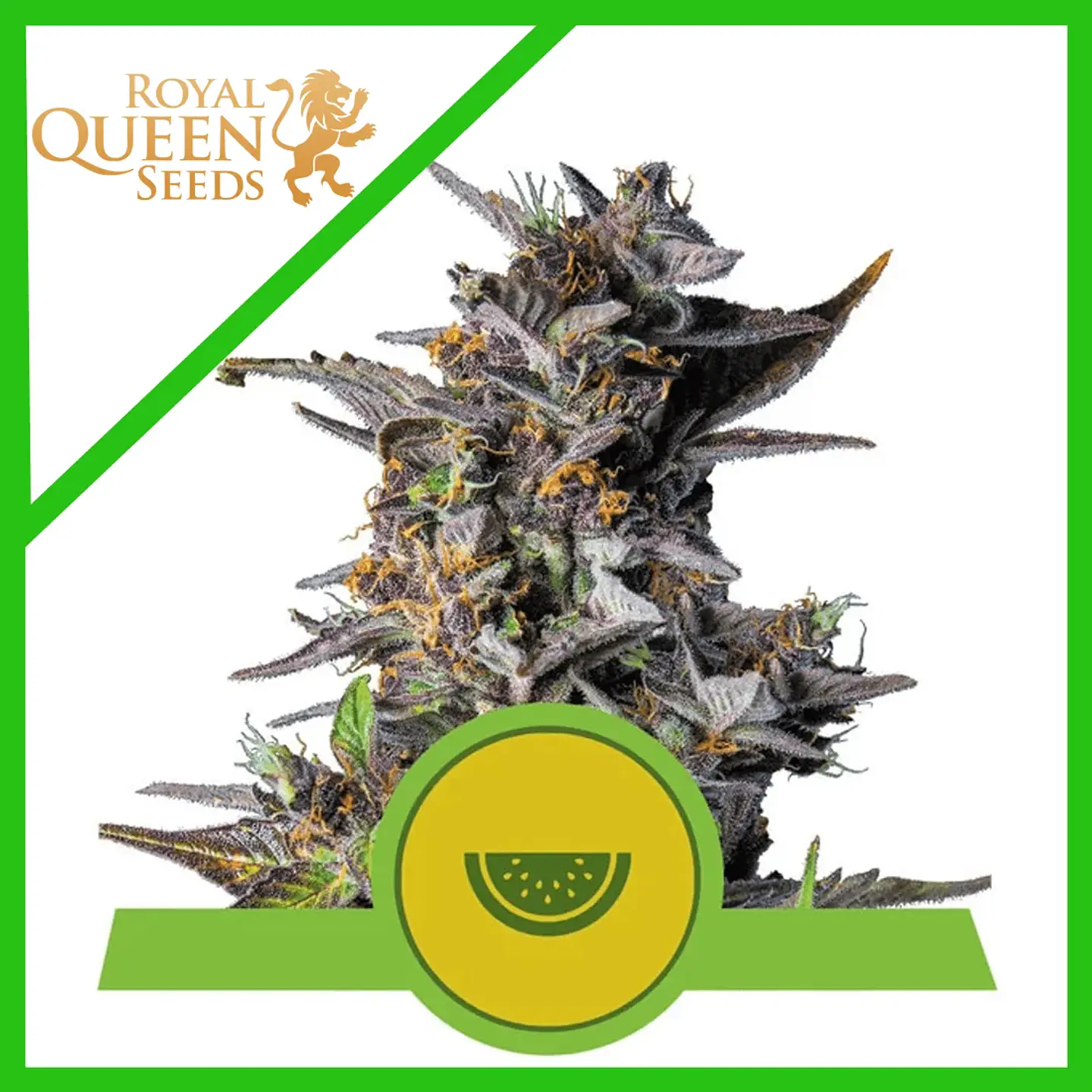 Watermelon Usa Premium Auto (X1/X3)-Royal Queen 1