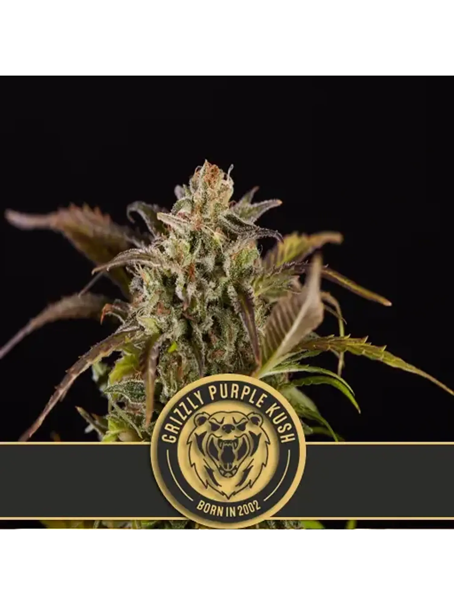 Grizzly Purple Kush Fem X3 -Blimburn Seeds 1