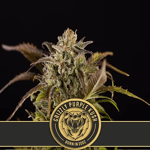 GRIZZLY PURPLE KUSH FEM X3 -BLIMBURN SEEDS