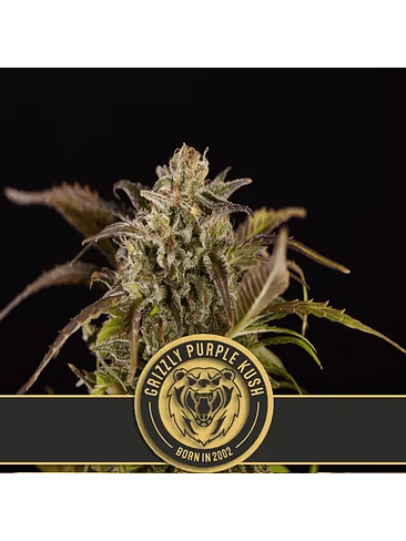 GRIZZLY PURPLE KUSH FEM X3 -BLIMBURN SEEDS 1