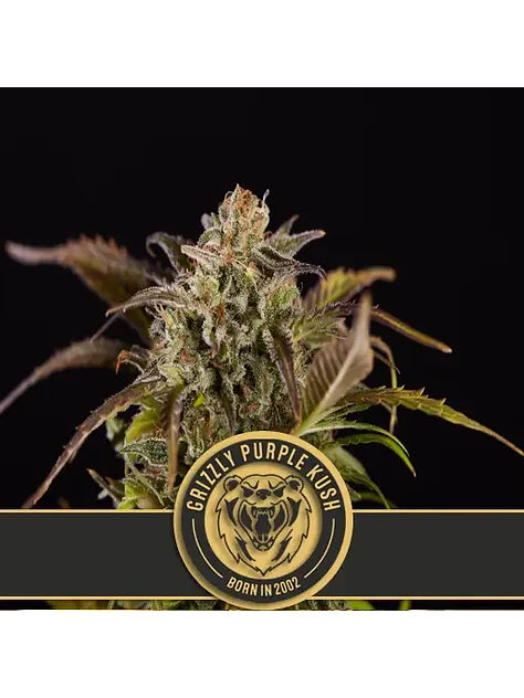 Grizzly Purple Kush Fem X3 -Blimburn Seeds 1