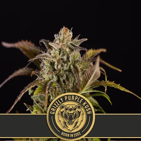 Grizzly Purple Kush Fem X3 -Blimburn Seeds