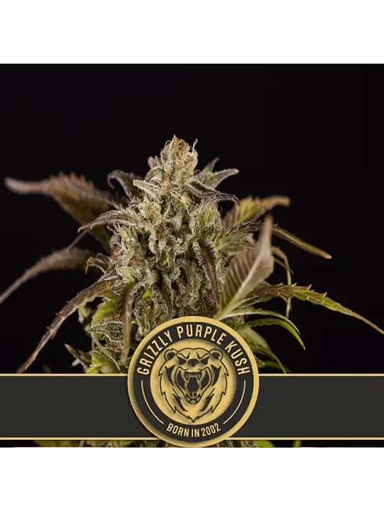 GRIZZLY PURPLE KUSH FEM X3 -BLIMBURN SEEDS 1