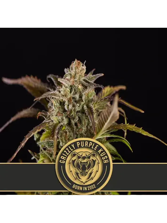 Grizzly Purple Kush Fem X3 -Blimburn Seeds 1