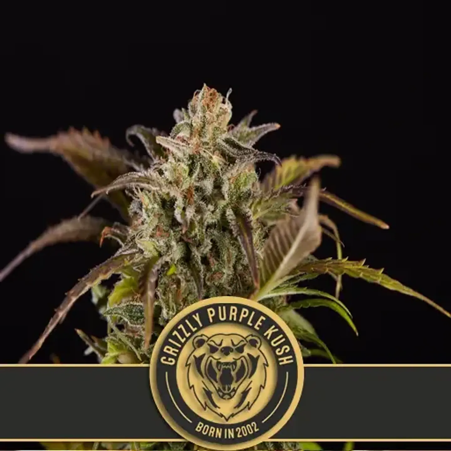 Grizzly Purple Kush Fem X3 -Blimburn Seeds 1