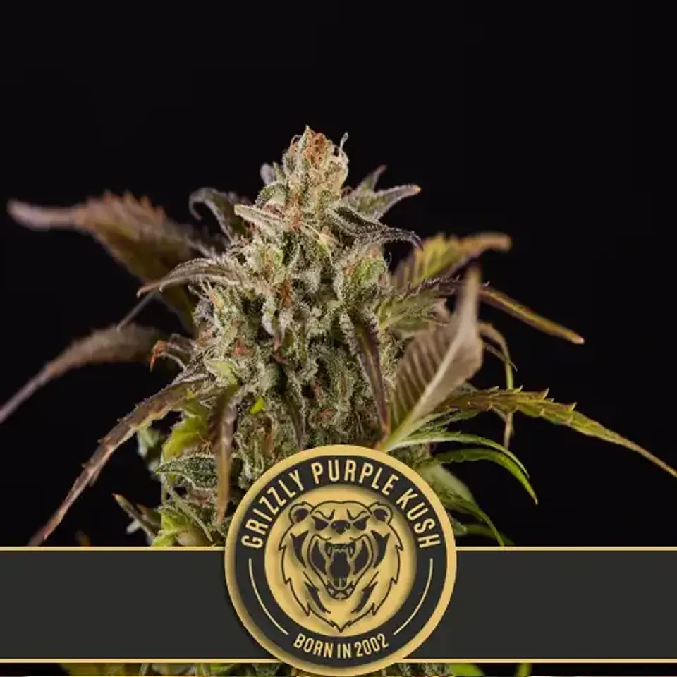 Grizzly Purple Kush Fem X3 -Blimburn Seeds 1