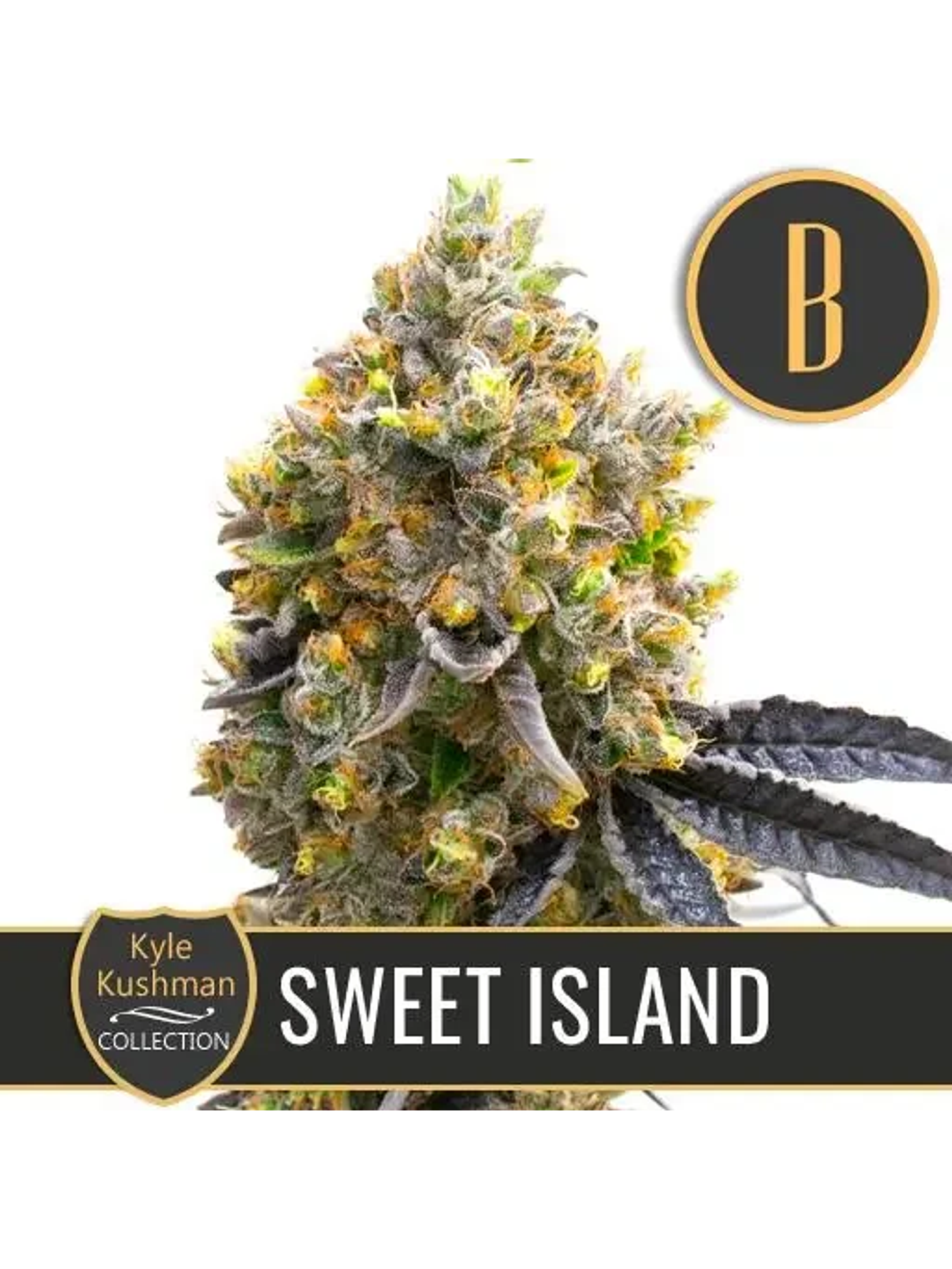 Kyle'S Sweet Island Fem X3 -Blimburn Seeds 1
