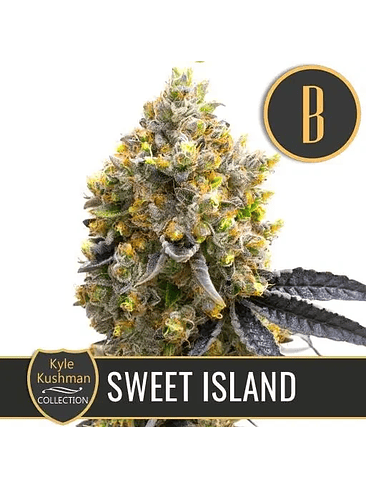 KYLE'S SWEET ISLAND FEM X3 -BLIMBURN SEEDS 1