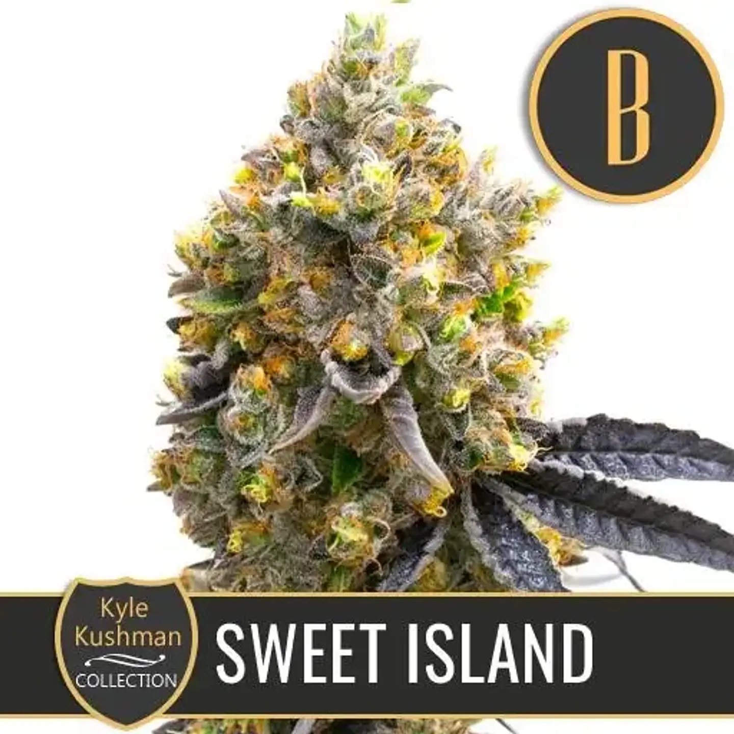 Kyle'S Sweet Island Fem X3 -Blimburn Seeds 1