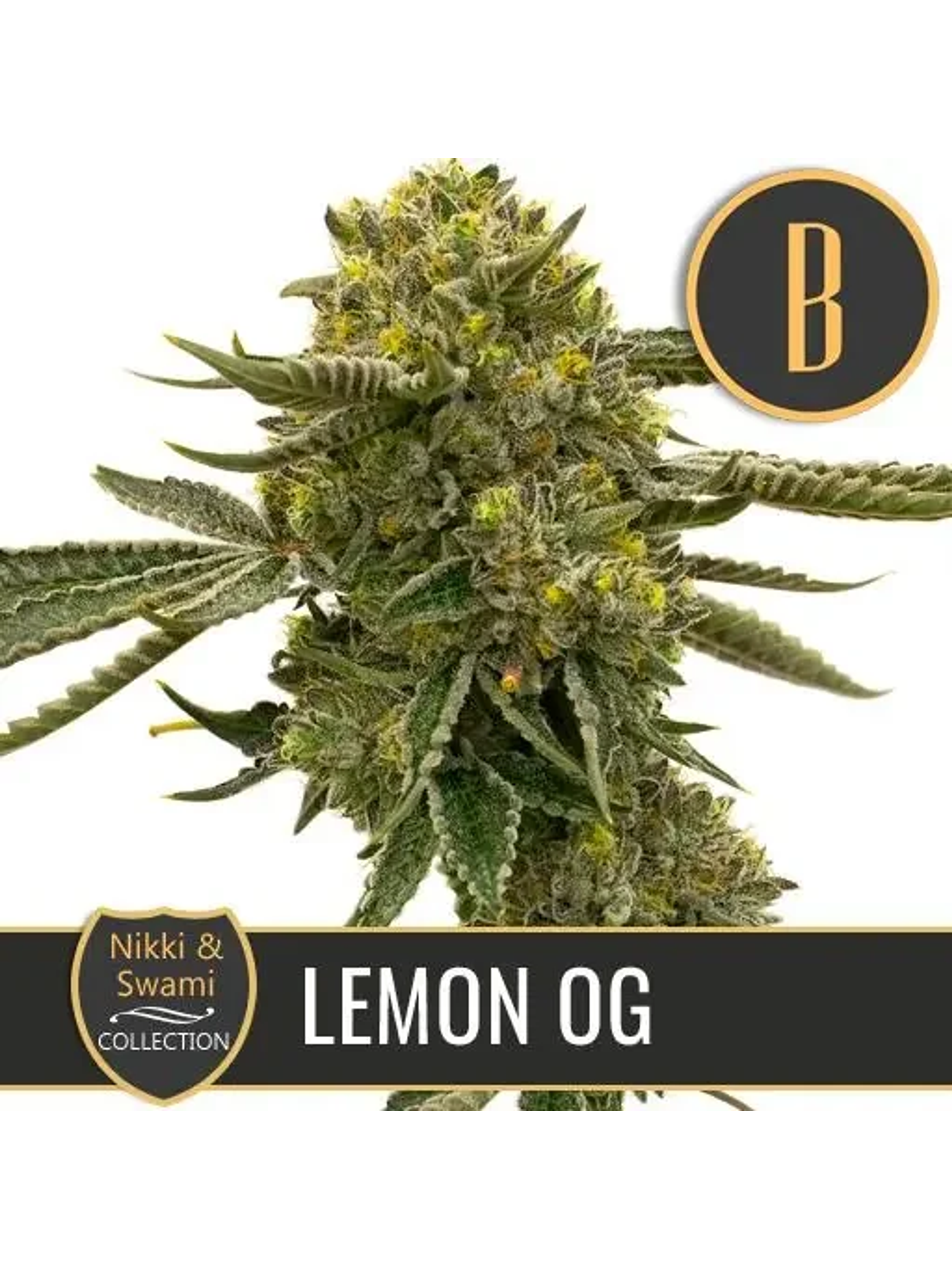 Nikki & Swami'S Lemon Og Fem X3 -Blimburn Seeds 1