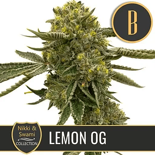 NIKKI & SWAMI'S LEMON OG FEM X3 -BLIMBURN SEEDS