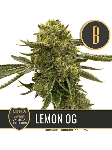 NIKKI & SWAMI'S LEMON OG FEM X3 -BLIMBURN SEEDS 1