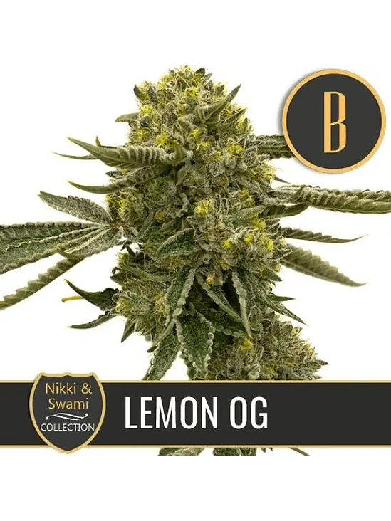 NIKKI & SWAMI'S LEMON OG FEM X3 -BLIMBURN SEEDS 1