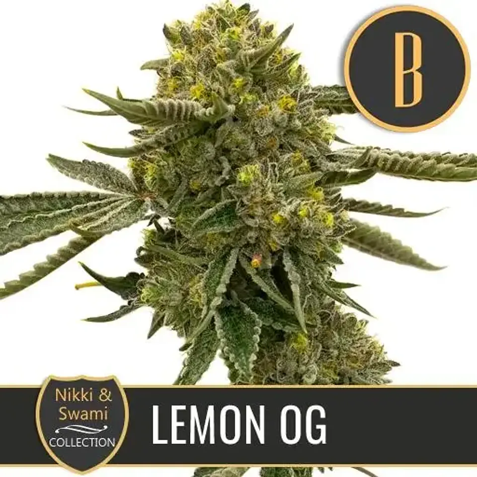 Nikki & Swami'S Lemon Og Fem X3 -Blimburn Seeds 1