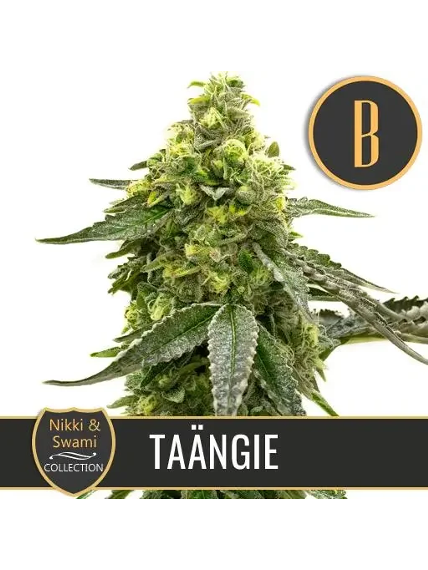 Nikki & Swami'S Taängie Fem X3 -Blimburn Seeds 1